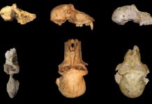 Earliest baboon found at Malapa