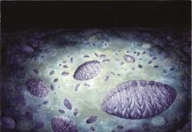 Earliest evidence of reproduction in a complex organism