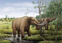 Early humans were the dominant cause of the extinction of a variety of species of giant beasts