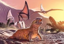 Fossil remains of Old World lizard discovered in the New World overturn long-held hypothesis of lizard evolution