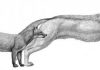 Fossil study: Dogs evolved with climate change