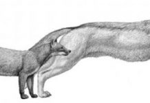 Fossil study: Dogs evolved with climate change