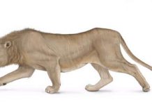 Fossilised remains of Ice Age top predator dated with radiocarbon