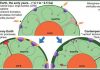 Impact origin of archean cratons: Learning from Venus
