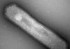 Lab experiments question popular measure of ancient ocean temperatures