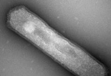 Lab experiments question popular measure of ancient ocean temperatures