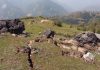 Landslides after earthquake
