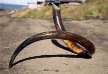 Mammoth remains, as far as the eye can see