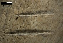 Marks on 3.4-million-year-old bones not due to trampling, analysis confirms