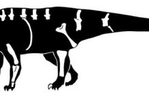 Meet a new species of dinosaur