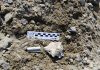 New fossil skulls reveal insights about penguin brain evolution