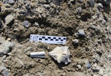 New fossil skulls reveal insights about penguin brain evolution
