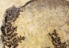 Paleobotanist identifies what could be the mythical ‘first flower’