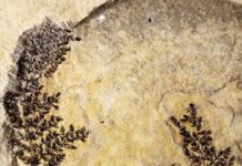 Paleobotanist identifies what could be the mythical ‘first flower’