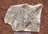 Pigments, organelles persist in fossil feathers