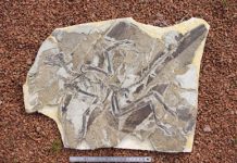 Pigments, organelles persist in fossil feathers