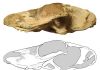 Prehistoric carnivore dubbed ‘scarface’ discovered in Zambia