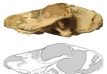 Prehistoric carnivore dubbed ‘scarface’ discovered in Zambia