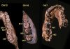 Researcher argues that there’s more to the genus Homo than we may think