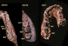 Researcher argues that there’s more to the genus Homo than we may think