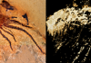 Researchers identify well preserved fossil arthropod in China