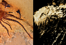 Researchers identify well preserved fossil arthropod in China