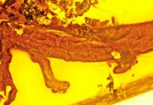 Salamander in amber sheds light on evolution of Caribbean islands “New discovery”