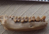 Small fossil was discovered dates back to the time of the dinosaurs