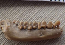Small fossil was discovered dates back to the time of the dinosaurs