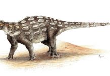 Tail As Old As Time – Researchers Trace Ankylosaur’s Tail Evolution