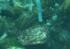 Volcanic vents preview future ocean habitats
