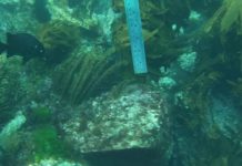 Volcanic vents preview future ocean habitats