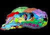 260-million-year-old skulls reveal new information about the origin of turtles