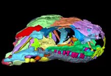 260-million-year-old skulls reveal new information about the origin of turtles