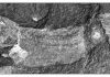 Africa’s earliest coelacanth have been found in a 360 million year-old fossil