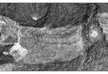 Africa’s earliest coelacanth have been found in a 360 million year-old fossil