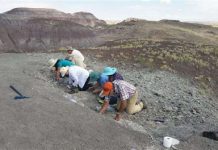 Amateur paleontologist finds rare fossil of fish in Arizona
