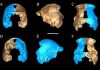 Ancient ancestor of humans with tiny brain discovered