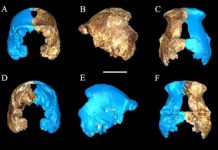 Ancient ancestor of humans with tiny brain discovered