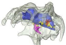 Are preprints in paleontology really that radical?