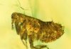 Bacteria in ancient flea may be ancestor of the Black Death