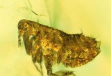 Bacteria in ancient flea may be ancestor of the Black Death