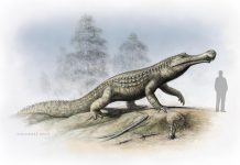 Cold snap: Climate cooling and sea-level changes caused crocodilian retreat