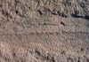 Evidence that Earth’s first mass extinction was caused by critters not catastrophe