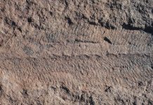 Evidence that Earth’s first mass extinction was caused by critters not catastrophe