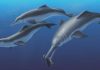 Fossil specimen reveals a new species of ancient river dolphin