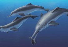 Fossil specimen reveals a new species of ancient river dolphin