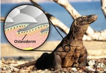 Giant killer lizard fossil shines new light on early Australians