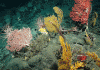 How fossil corals can shed light on the Earth’s past climate