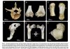 Human body has gone through four stages of evolution